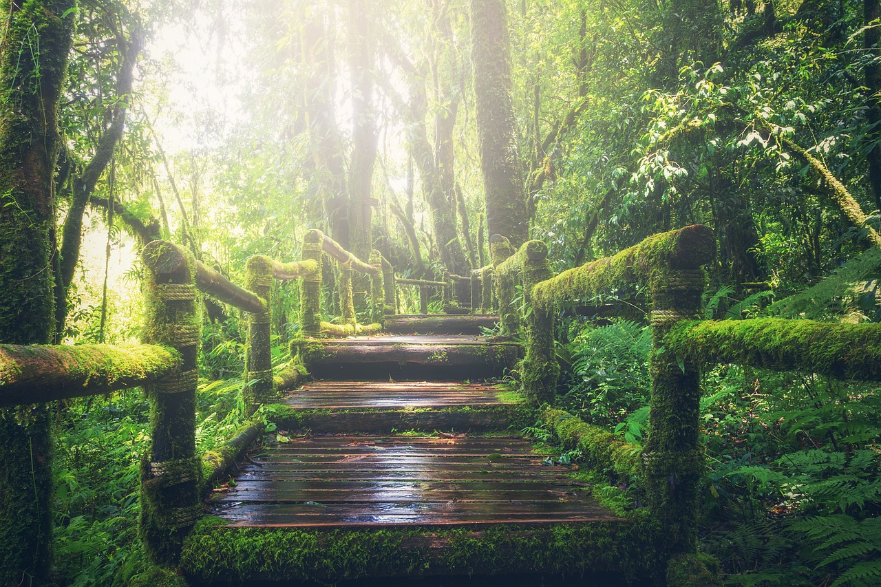The Philosophy of the Green Movement and Its Politics